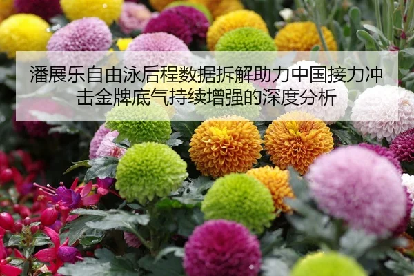 潘展乐自由泳后程数据拆解助力中国接力冲击金牌底气持续增强的深度分析